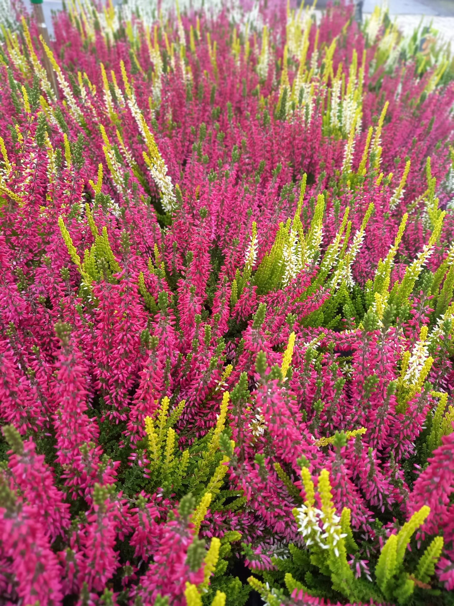 WhatsApp Image 2021-10-04 at 130921 5